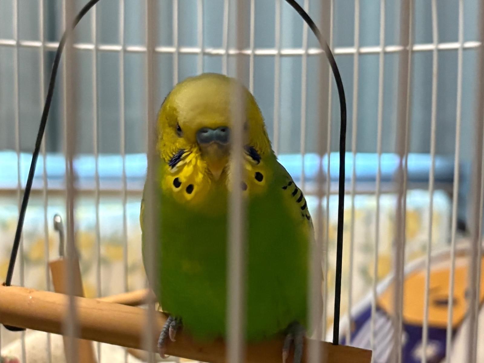 ぴぃちゃん ぴぃちゃん