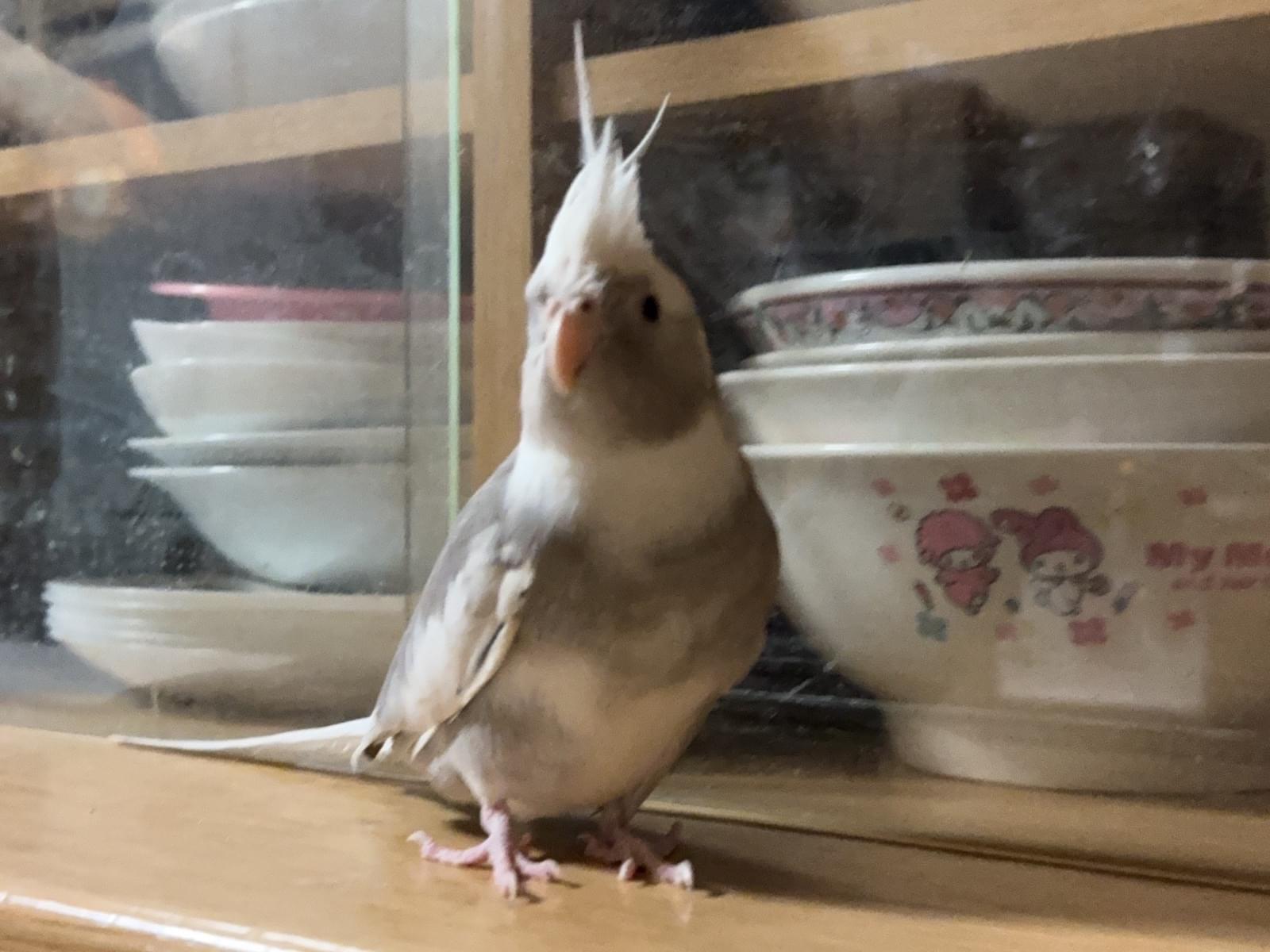 しらたまちゃん しらたまちゃん