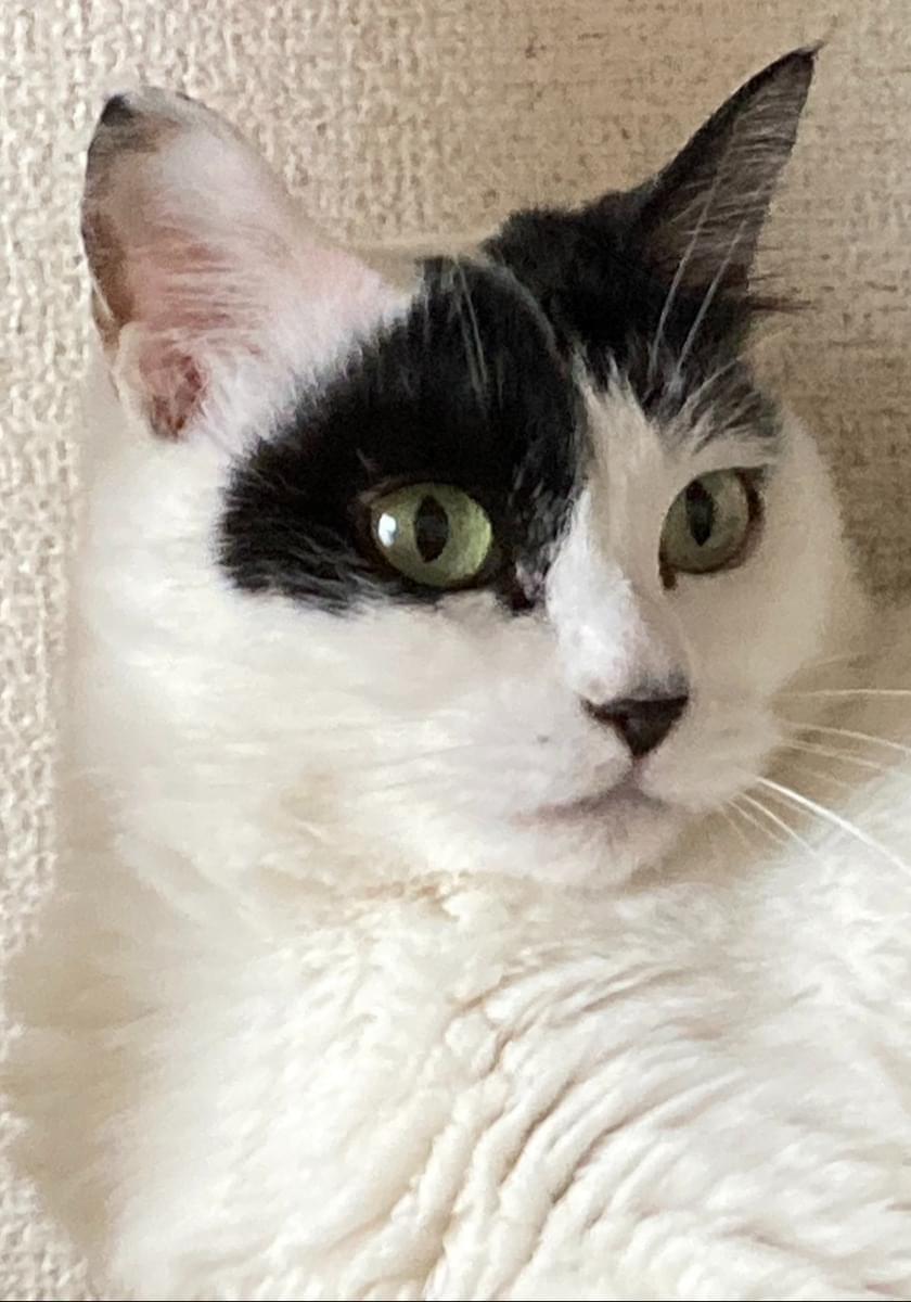 白と黒の猫です