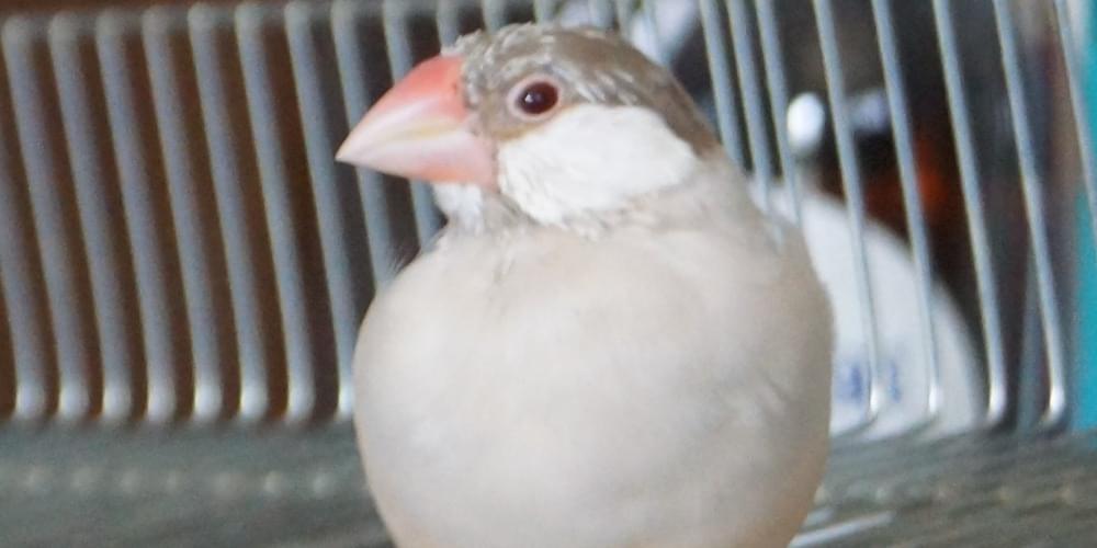 シナモン文鳥さま専用ページ u0iqf3u.jpg