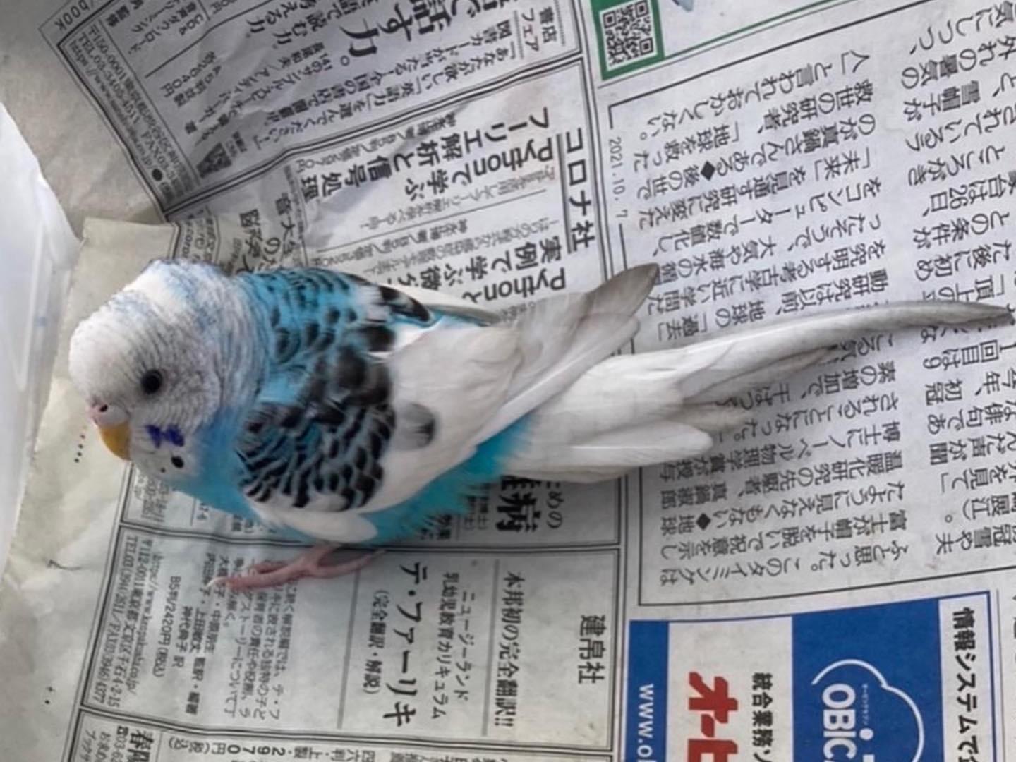 保護された鳥 保護された鳥