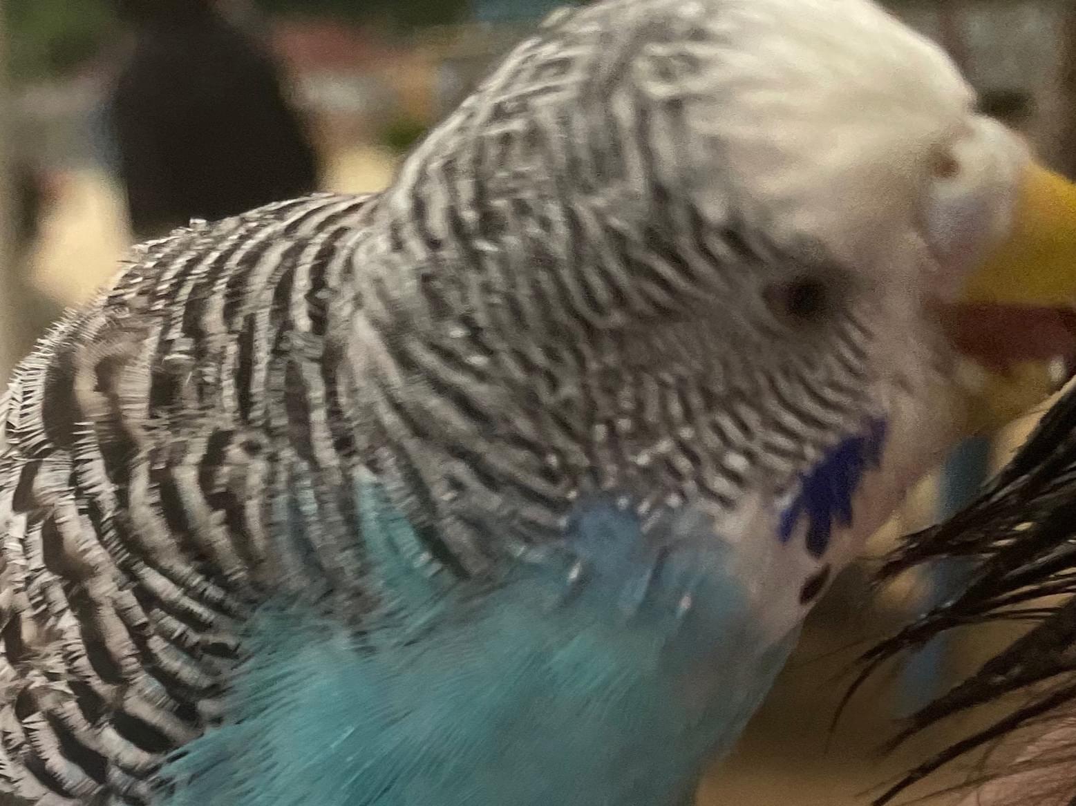 目撃された鳥 目撃された鳥