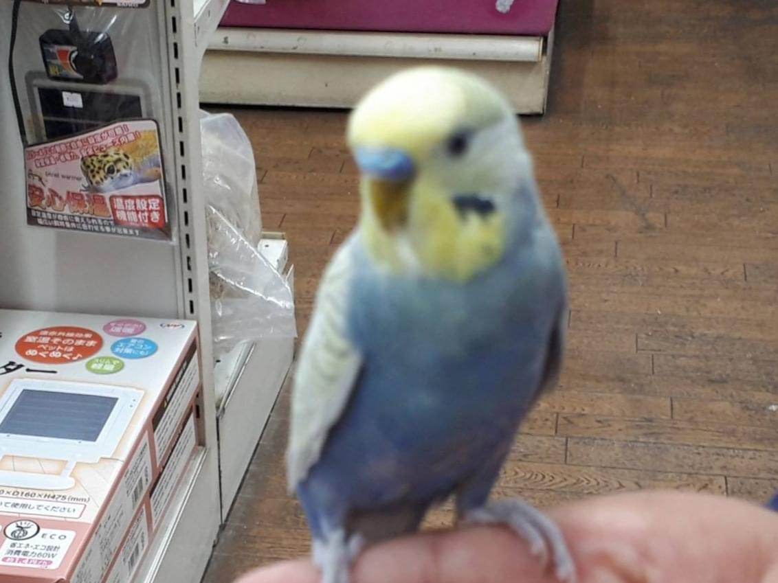 チビちゃん チビちゃん