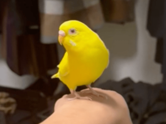 保護された鳥 保護された鳥