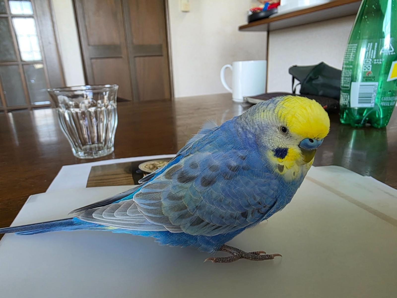 ももたろうちゃん ももたろうちゃん