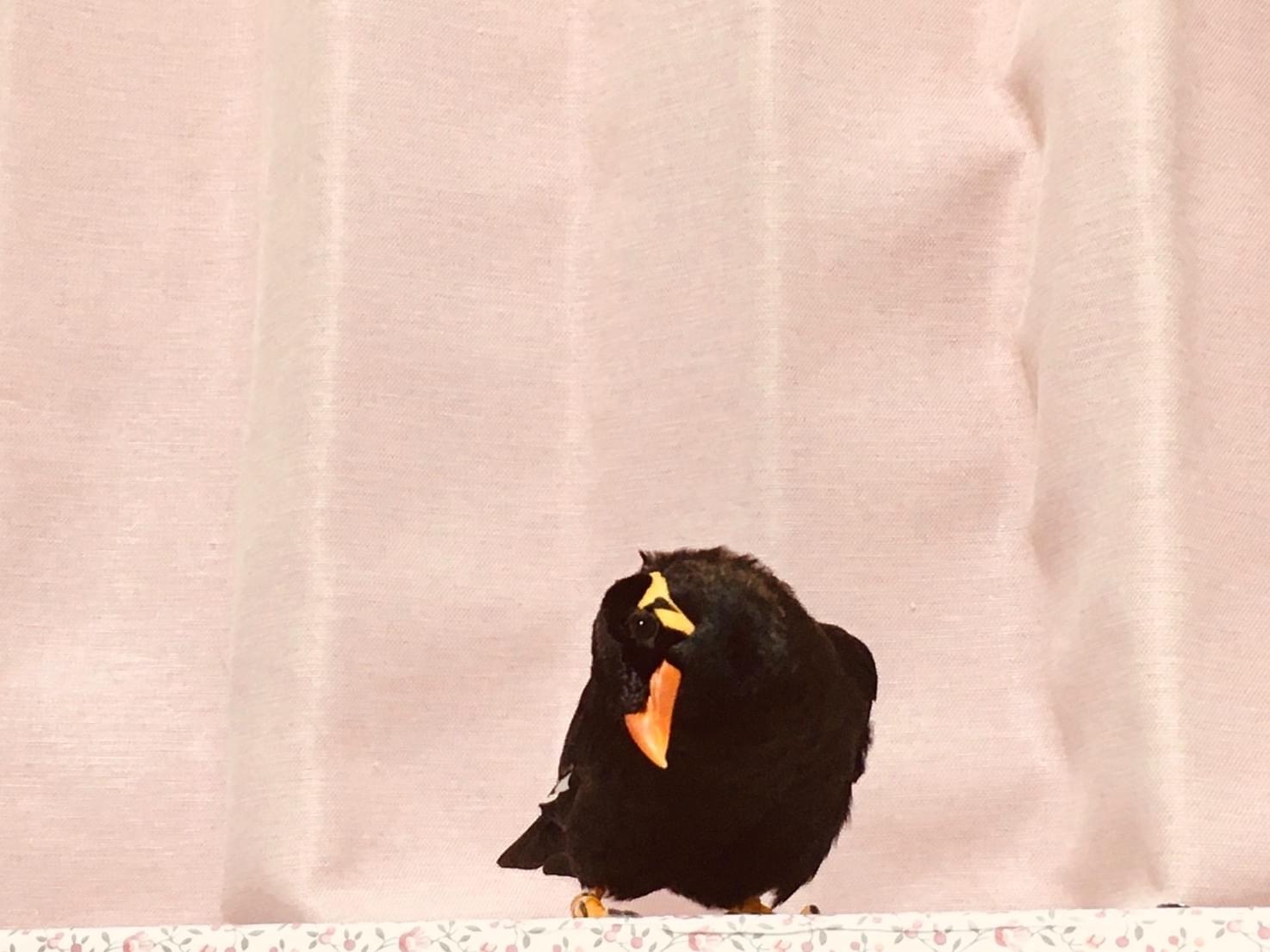 キューちゃん キューちゃん
