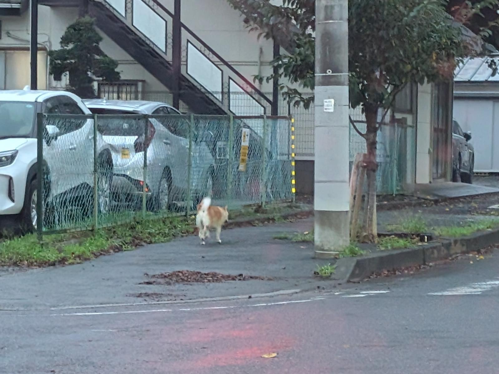 目撃された犬