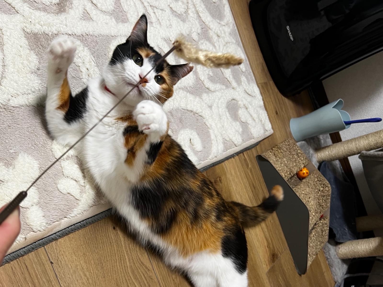 ととちゃん