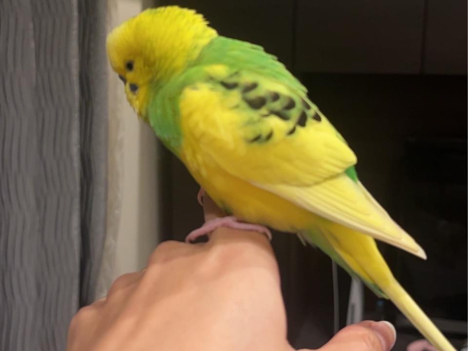 保護された鳥