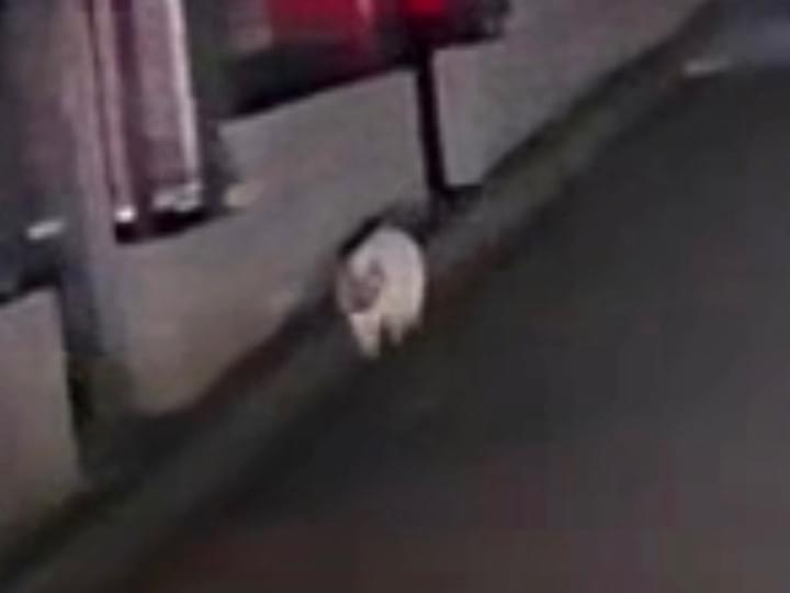 目撃された猫 目撃された猫