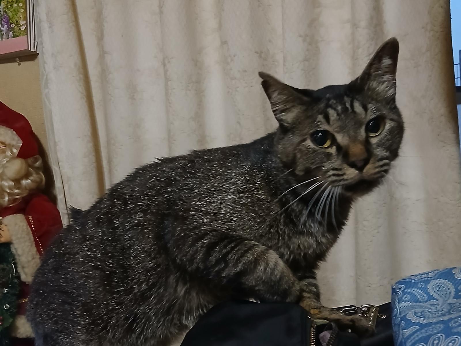 たまちゃん