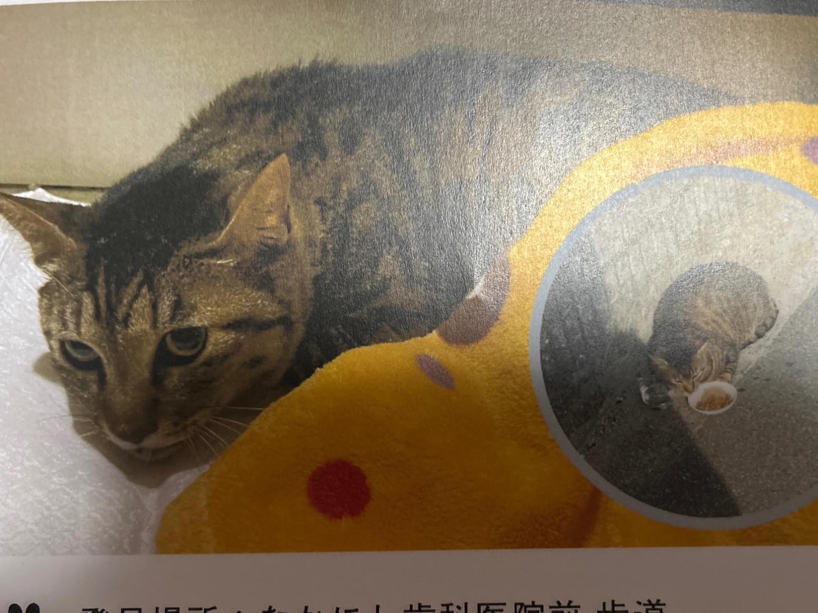 保護された猫 保護された猫
