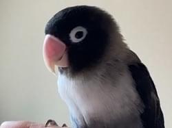 こゆきちゃん こゆきちゃん