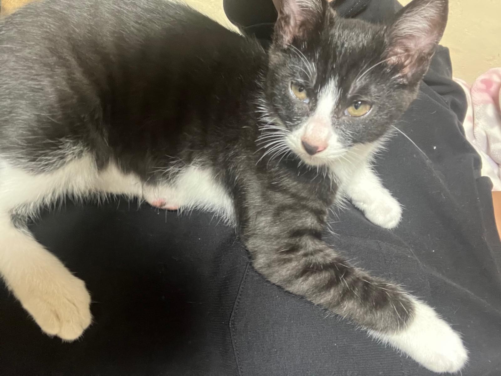 ハチちゃん ハチちゃん