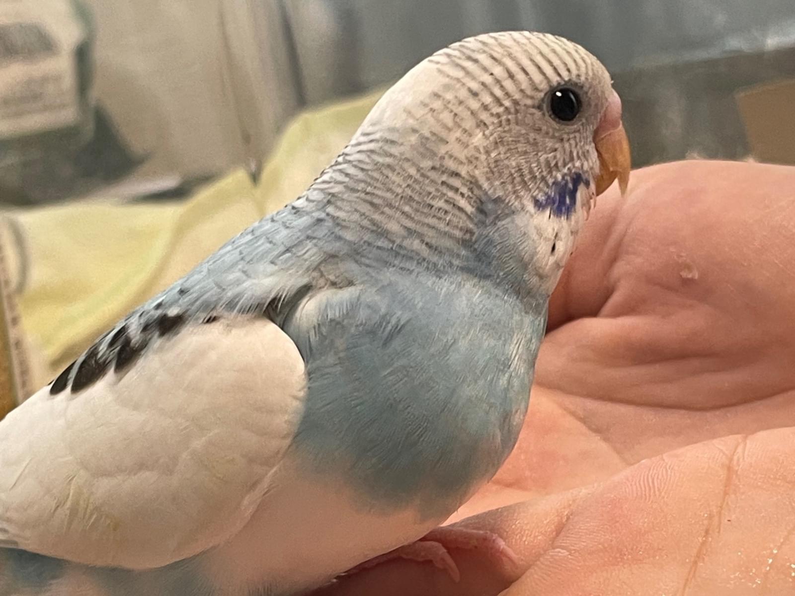 ホタテちゃん ホタテちゃん