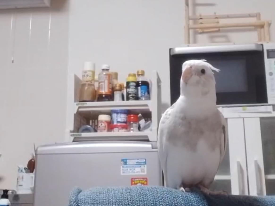 かぜちゃん かぜちゃん
