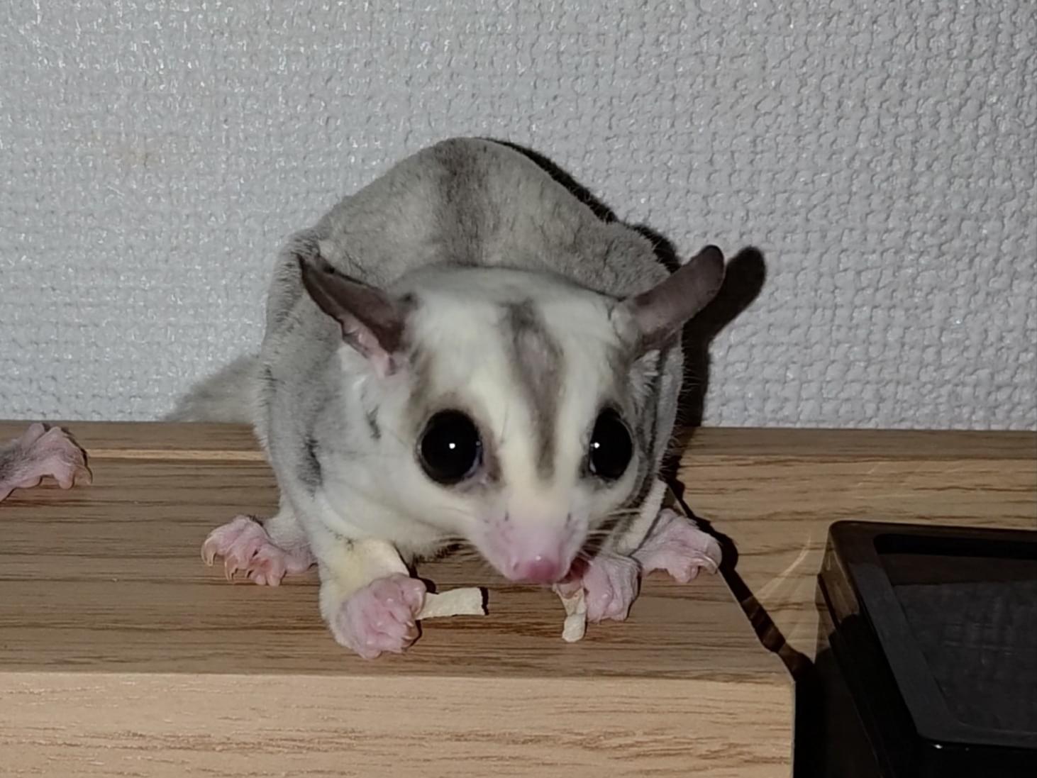 ラテちゃん