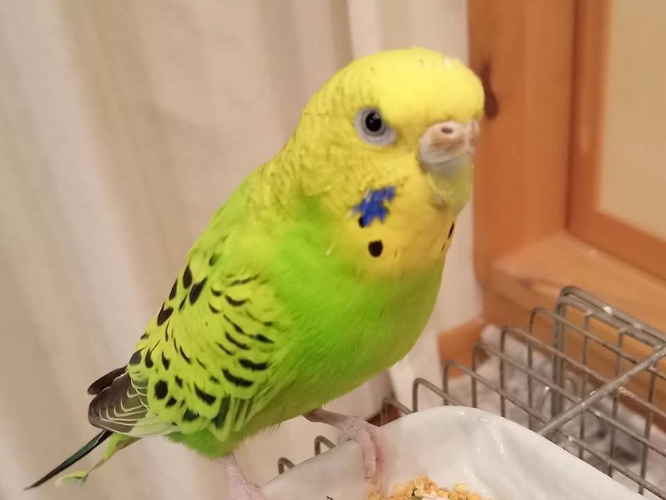 みどちゃん