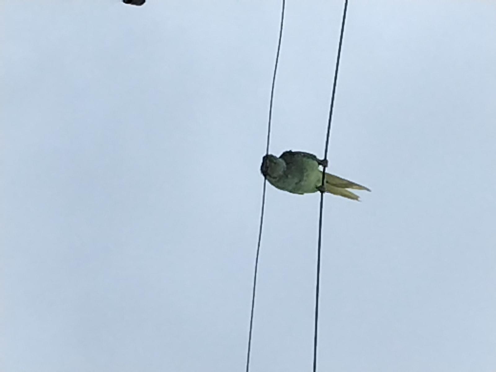 目撃された鳥 目撃された鳥