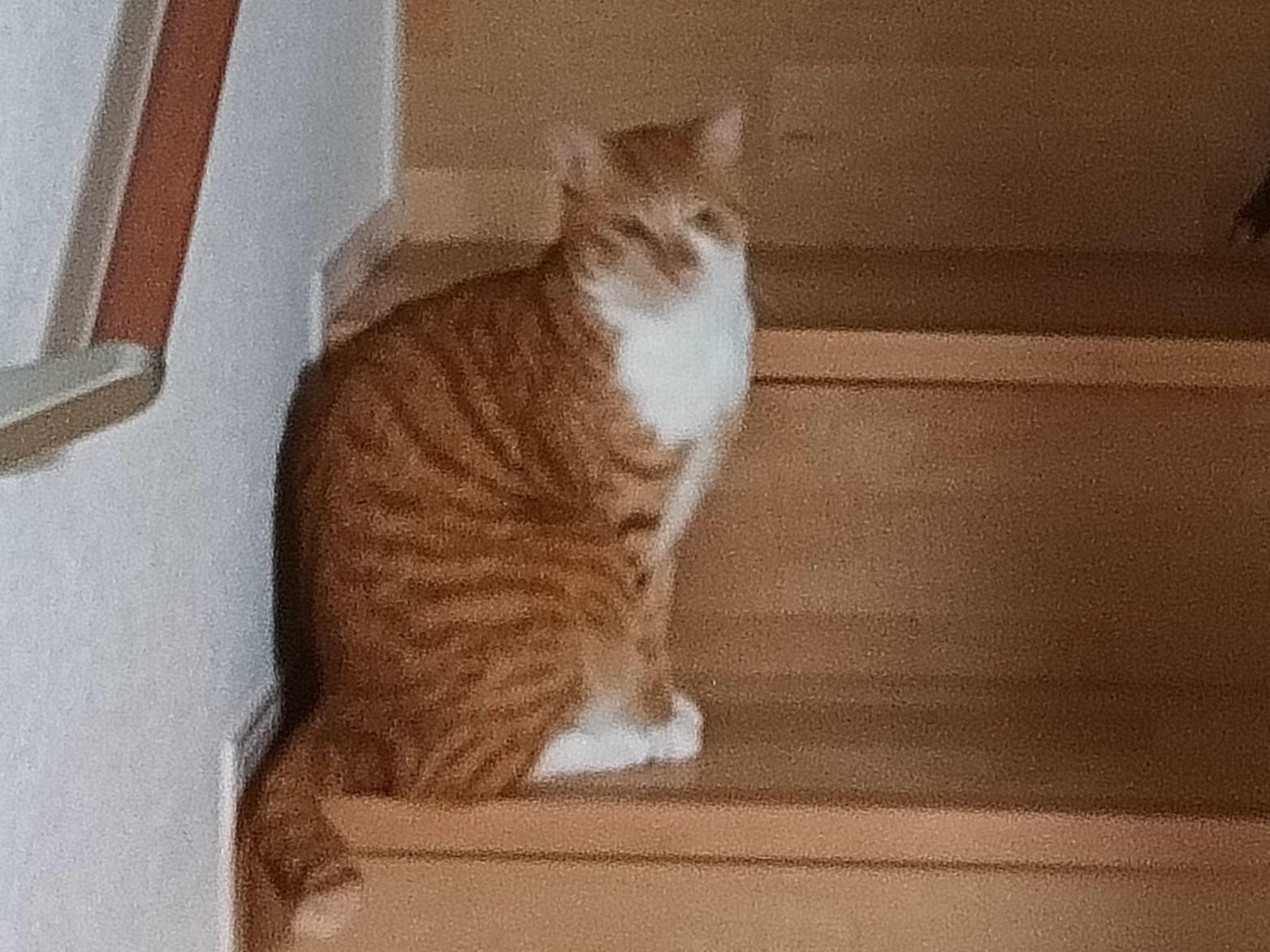 トラちゃん トラちゃん