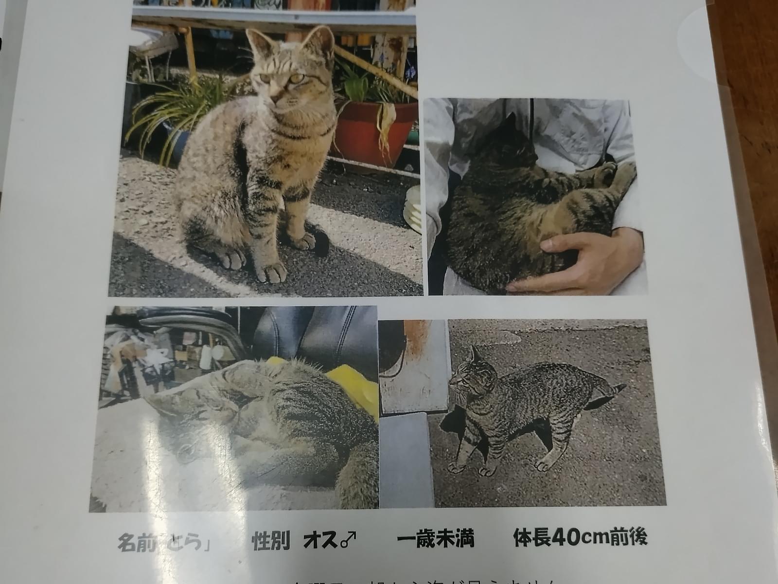 とらちゃん とらちゃん