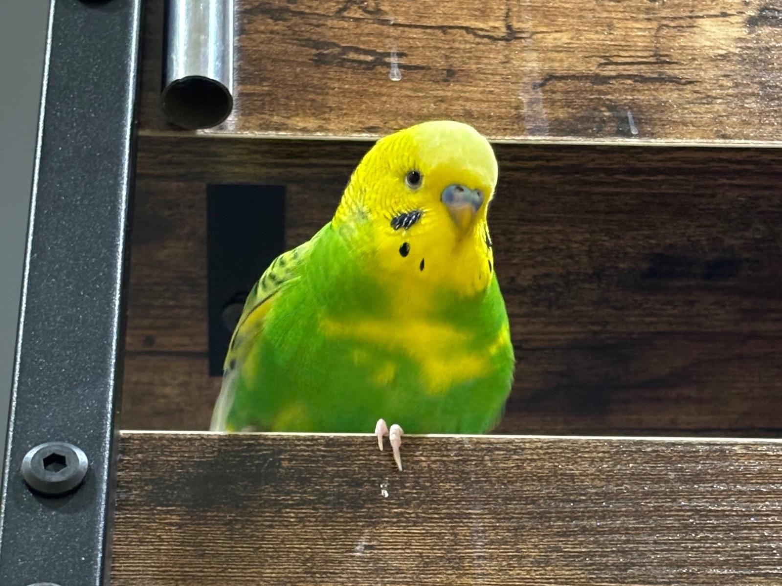 リムちゃん リムちゃん