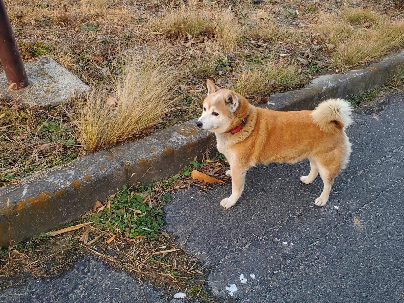 目撃された犬 目撃された犬
