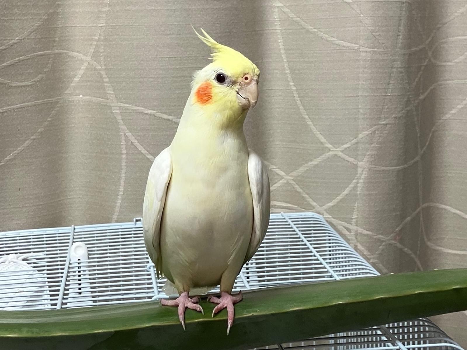 おかまるちゃん