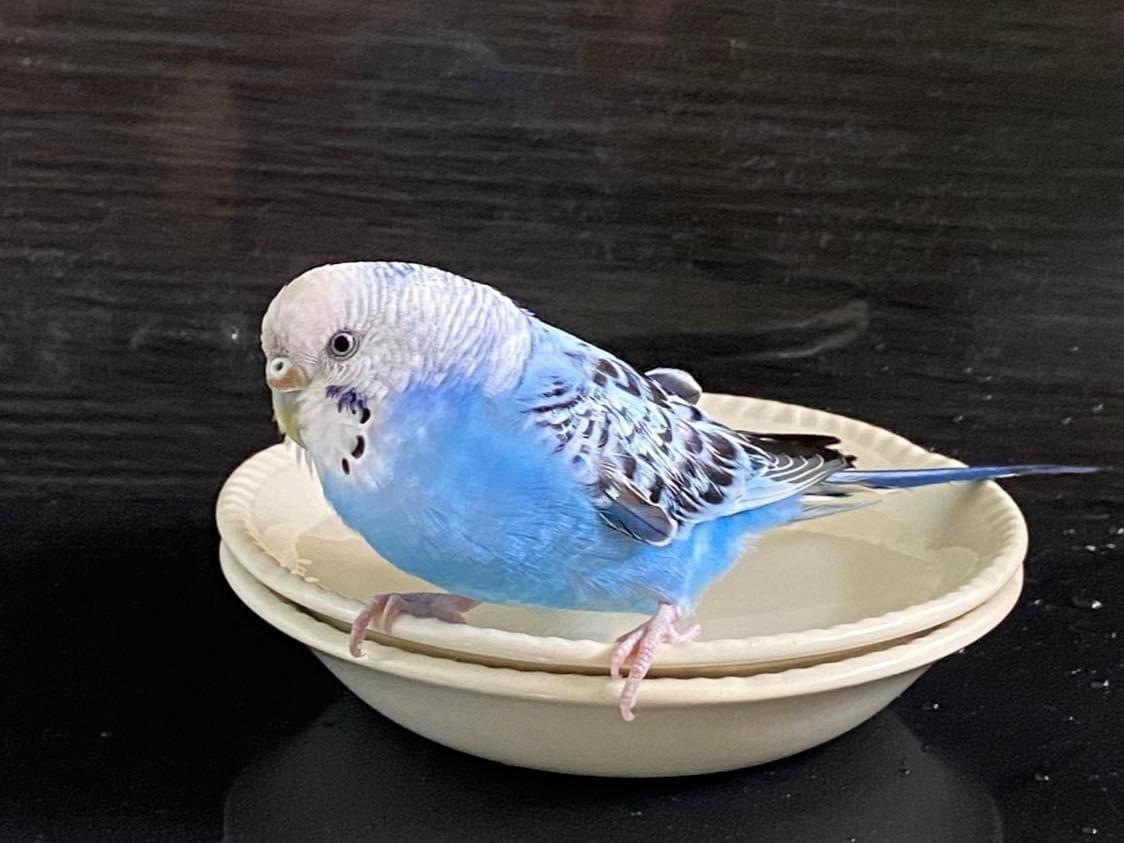 保護された鳥 保護された鳥