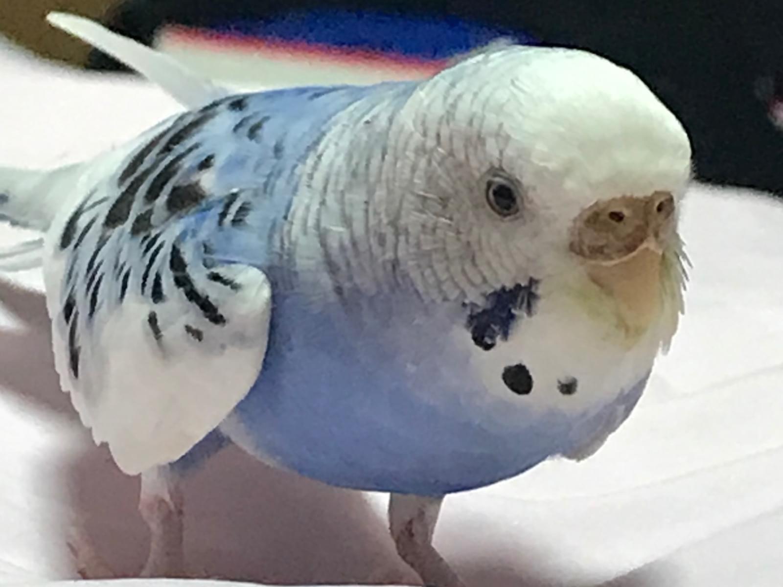 タロちゃん タロちゃん