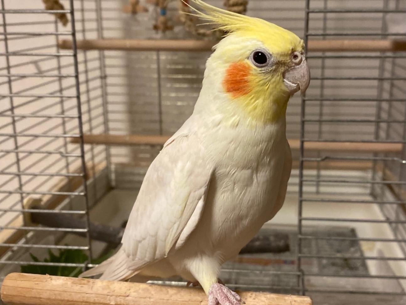 オーちゃん オーちゃん