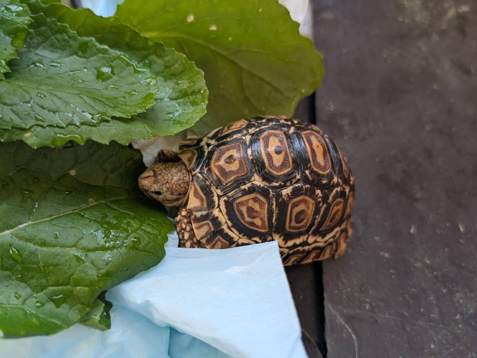 イボンちゃん イボンちゃん