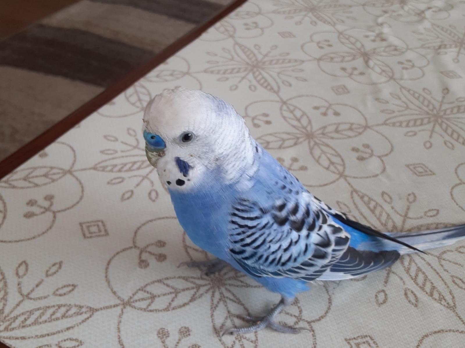 よっちゃん よっちゃん