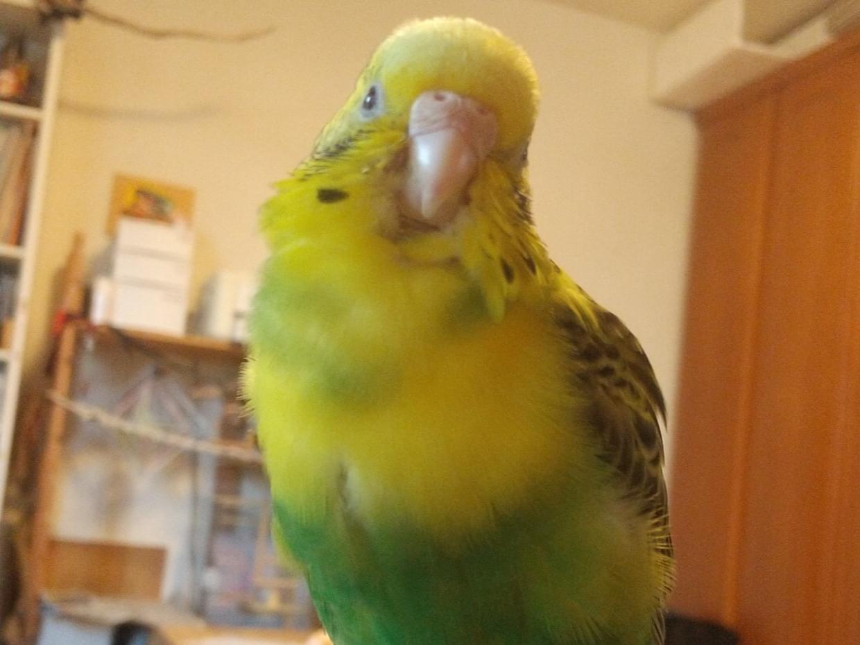 クロちゃん クロちゃん