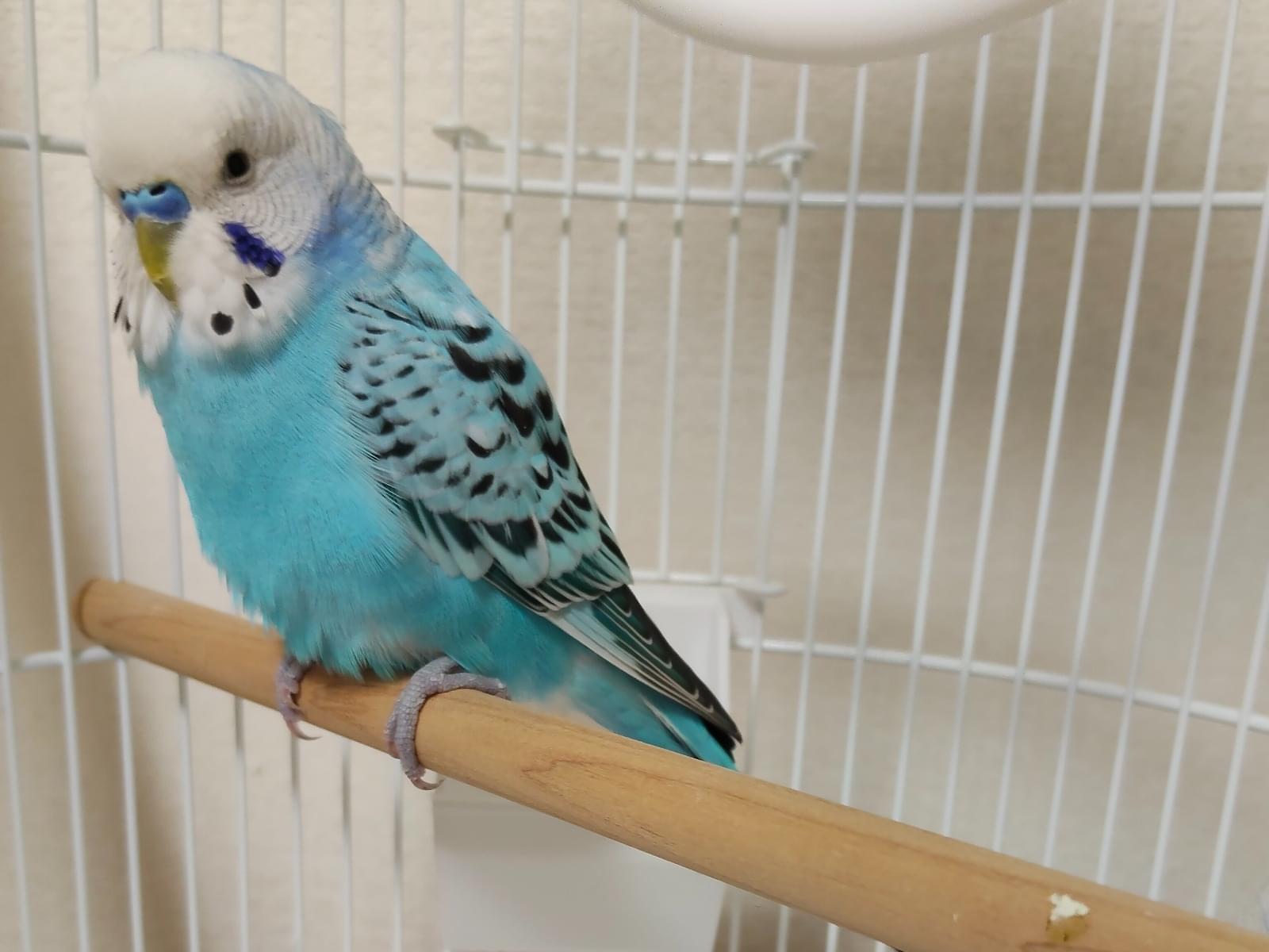 保護された鳥