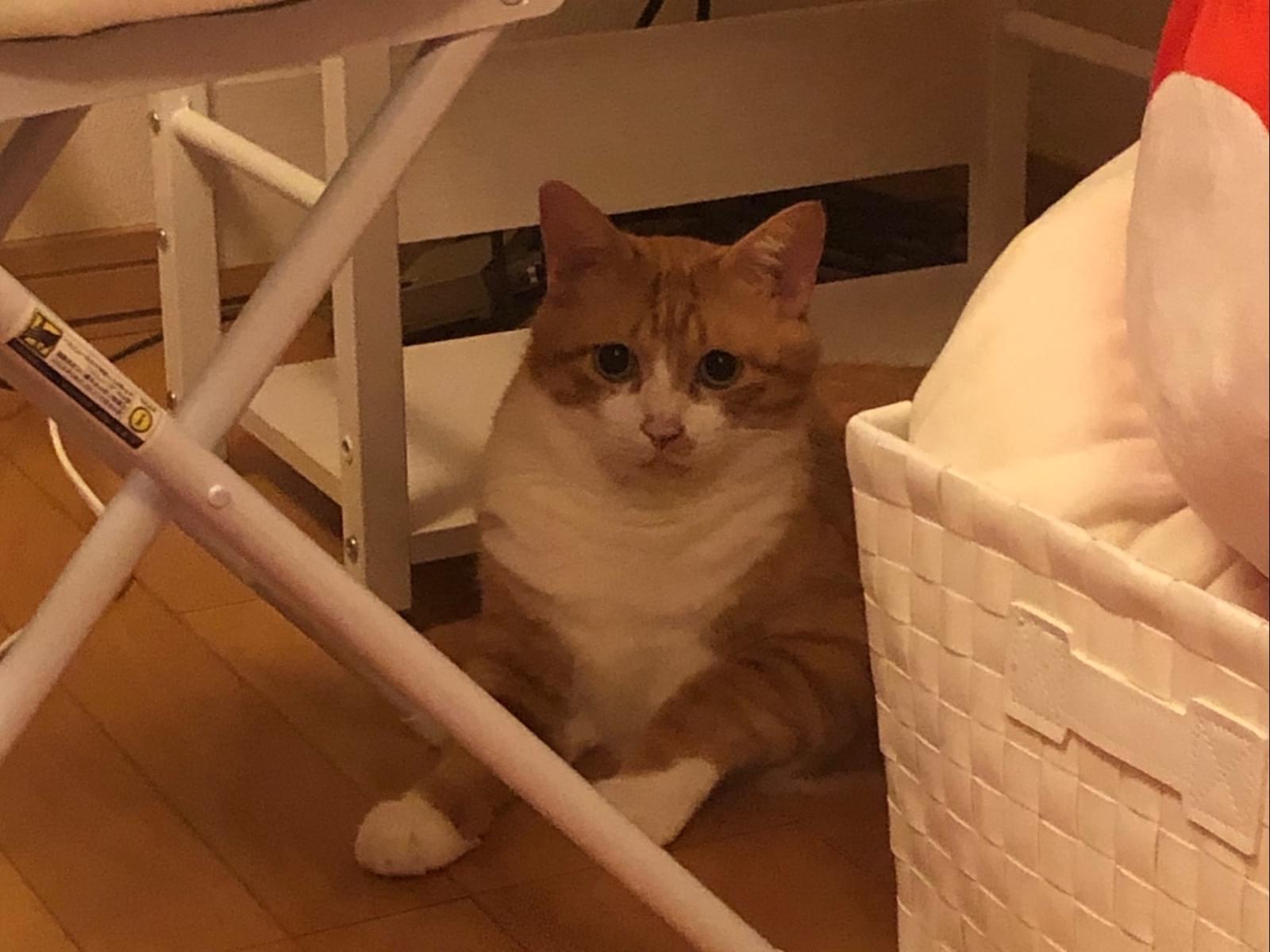 チャチャちゃん チャチャちゃん
