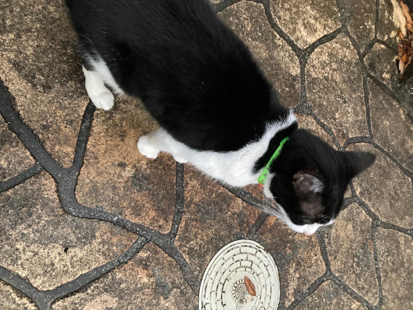 目撃された猫 目撃された猫