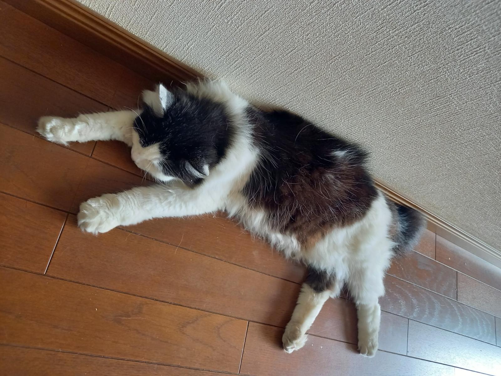 ゆずちゃん ゆずちゃん