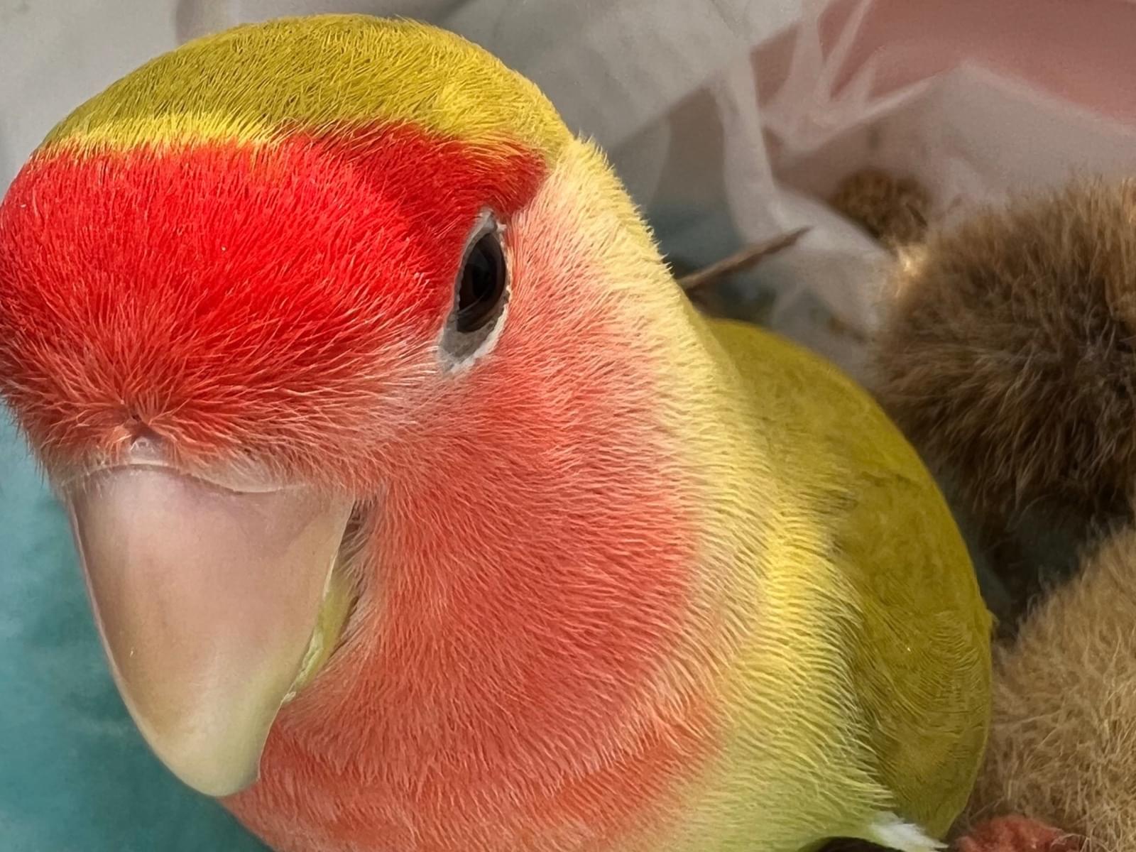 ワサビちゃん ワサビちゃん