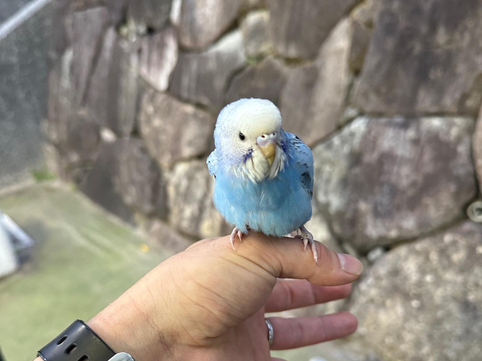 目撃された鳥 目撃された鳥