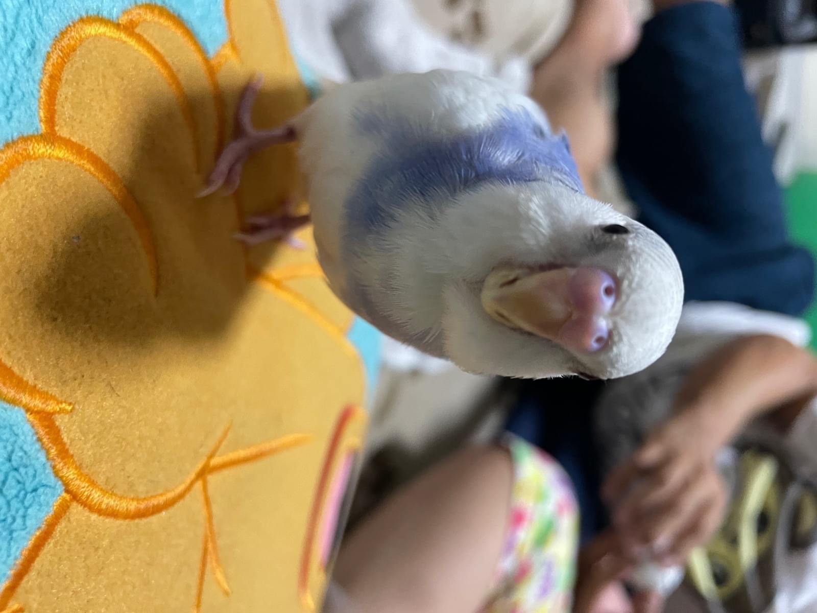 ポンタちゃん ポンタちゃん