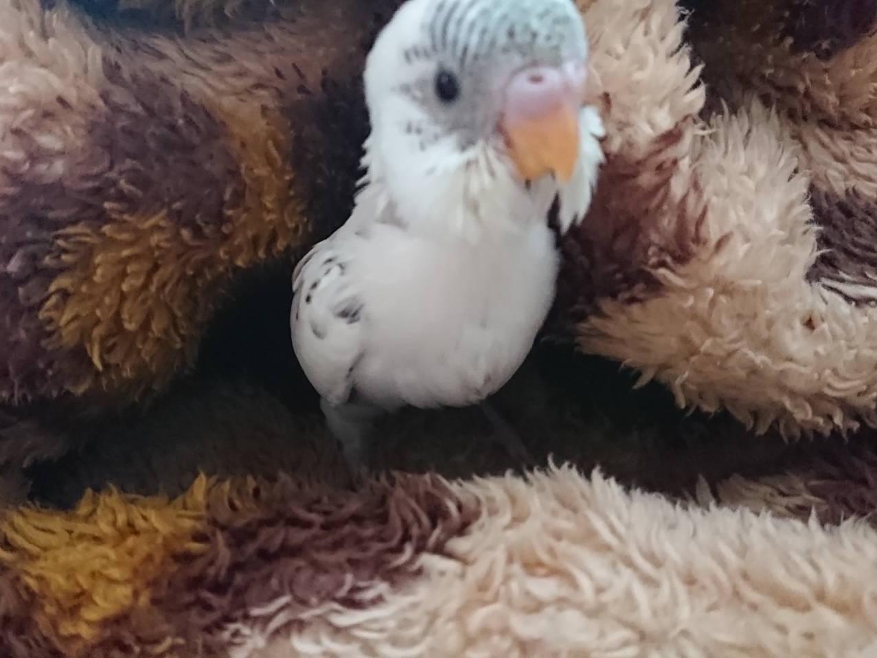はくちゃん はくちゃん