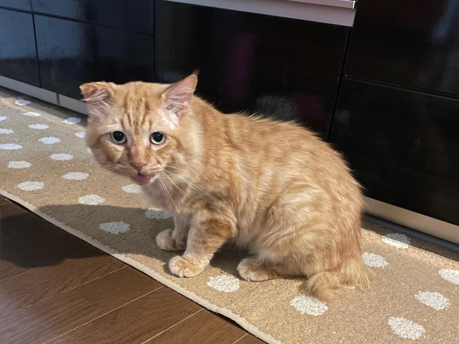 保護された猫 保護された猫
