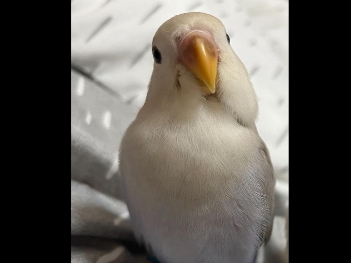 ももちゃん ももちゃん