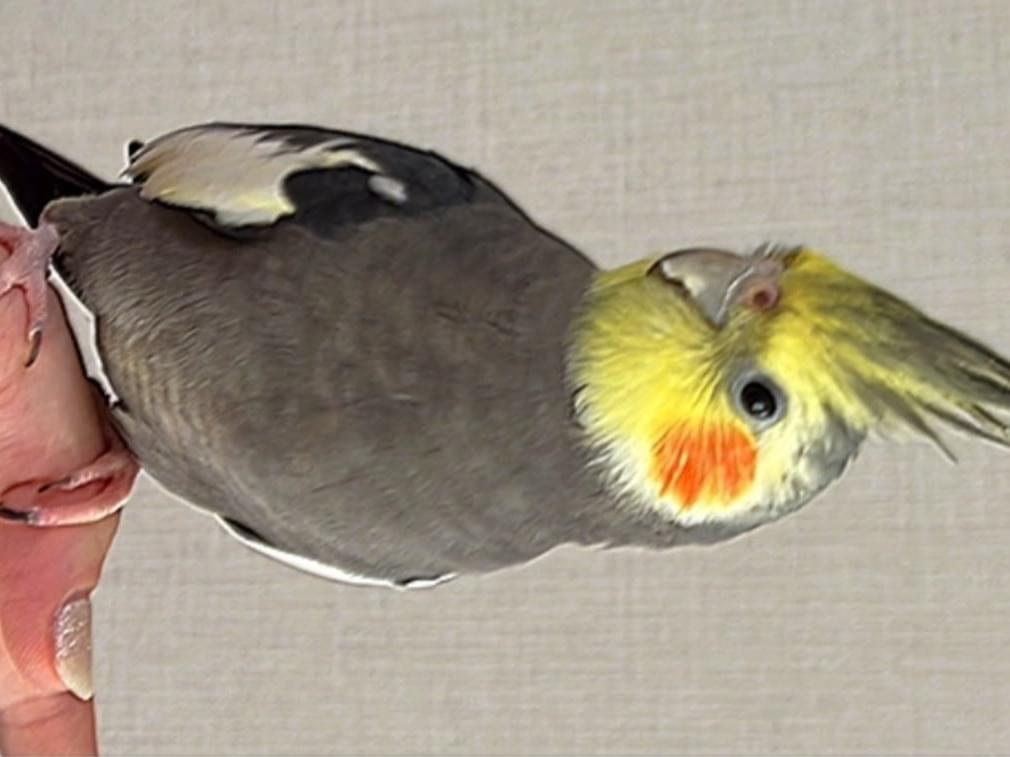 ぜかくんちゃん ぜかくんちゃん