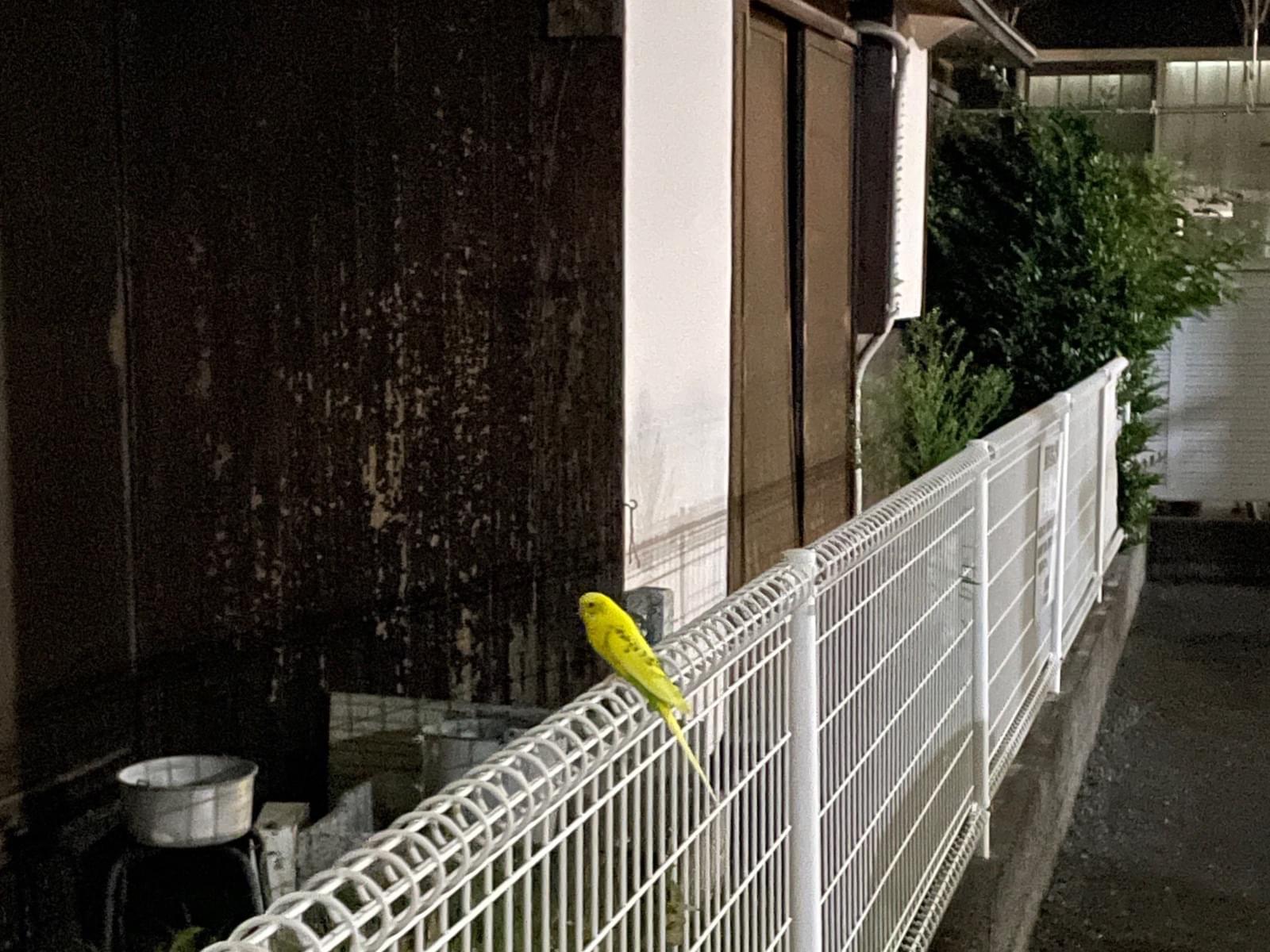 目撃された鳥 目撃された鳥