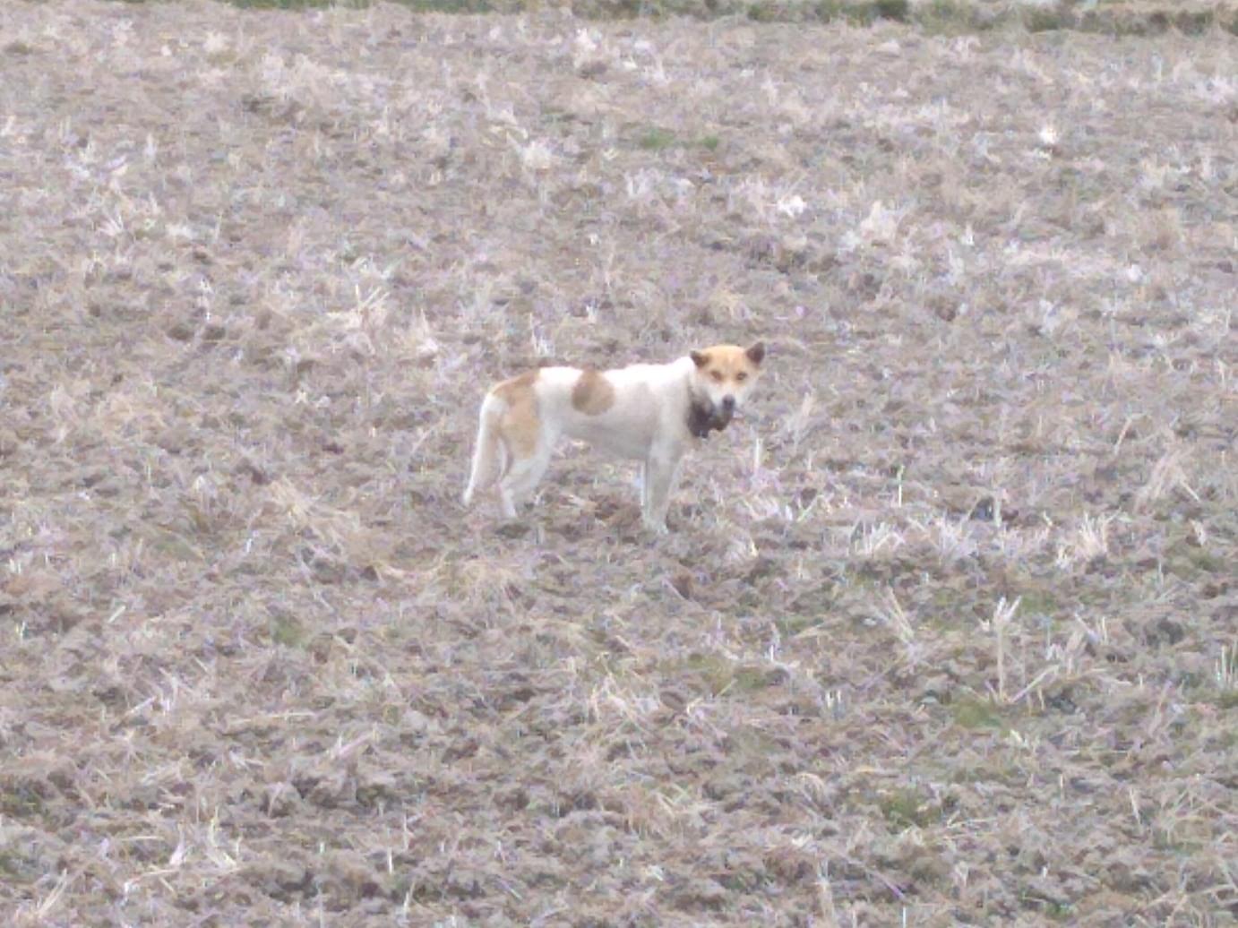 目撃された犬 目撃された犬