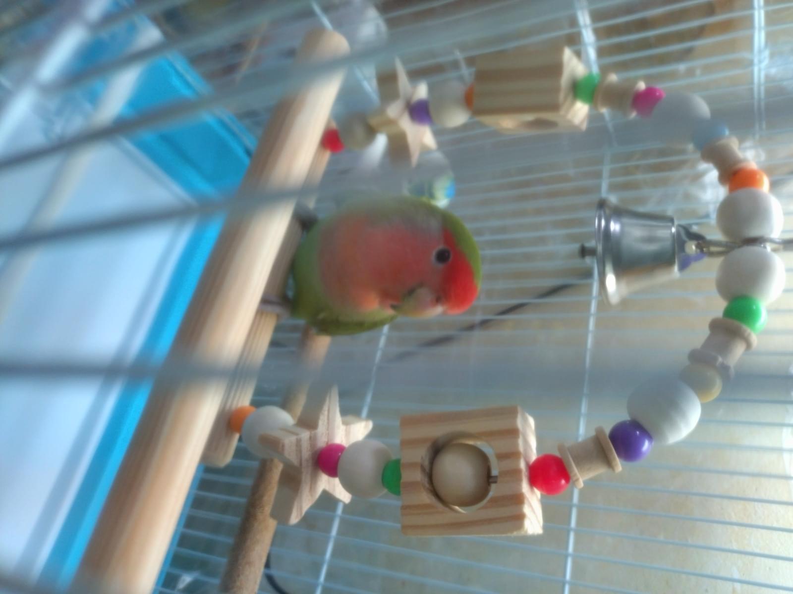 保護された鳥 保護された鳥