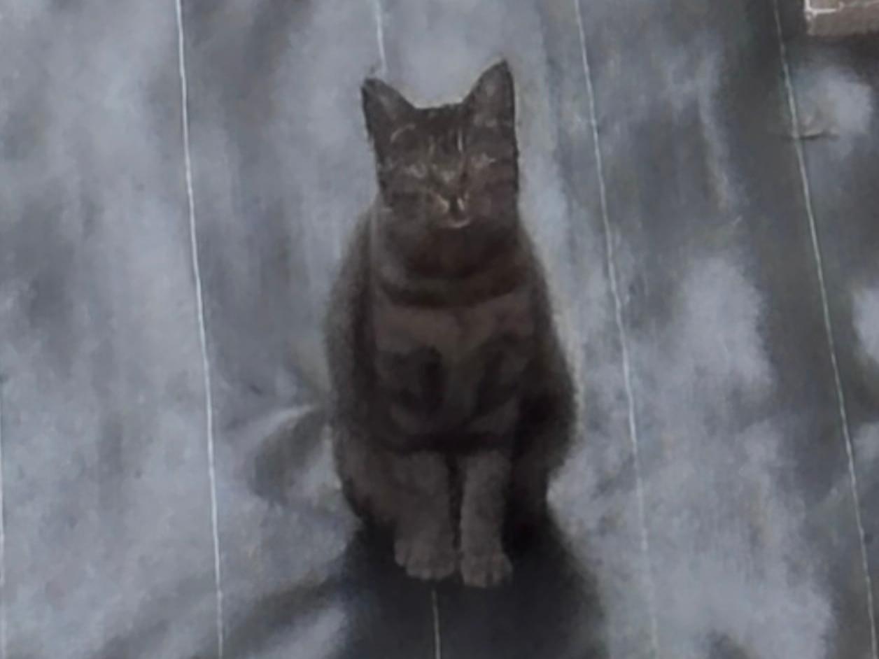 目撃された猫