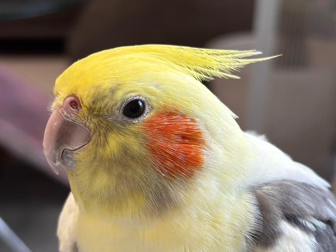 パッチちゃん パッチちゃん